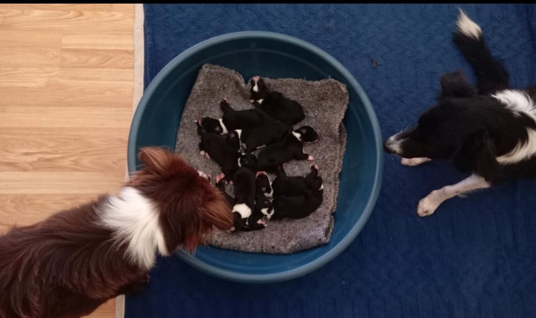Border Collie Puppies