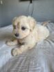 ADORABLE MALTESE X WIRE HAIRED TERRIER PUPPY — FEMALE