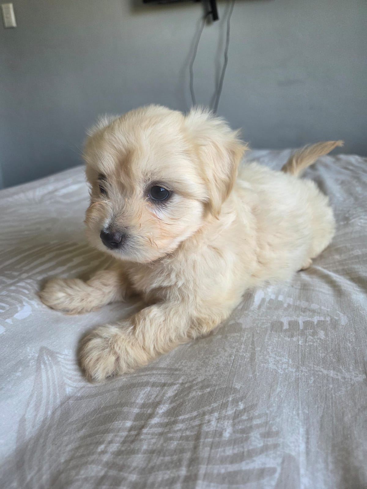 ADORABLE MALTESE X WIRE HAIRED TERRIER PUPPY — FEMALE