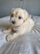 ADORABLE MALTESE X WIRE HAIRED TERRIER PUPPY — FEMALE