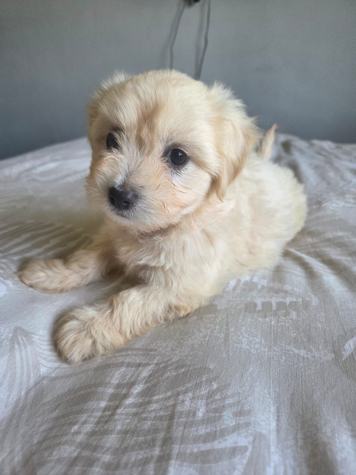 ADORABLE MALTESE X WIRE HAIRED TERRIER PUPPY — FEMALE