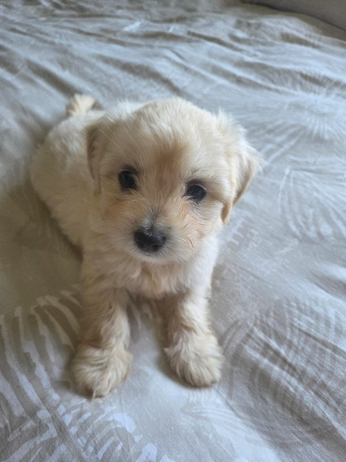 ADORABLE MALTESE X WIRE HAIRED TERRIER PUPPY — FEMALE