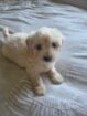 ADORABLE MALTESE X WIRE HAIRED TERRIER PUPPY — FEMALE