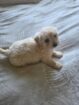 ADORABLE MALTESE X WIRE HAIRED TERRIER PUPPY — FEMALE