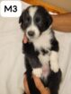 Border Collie Puppies