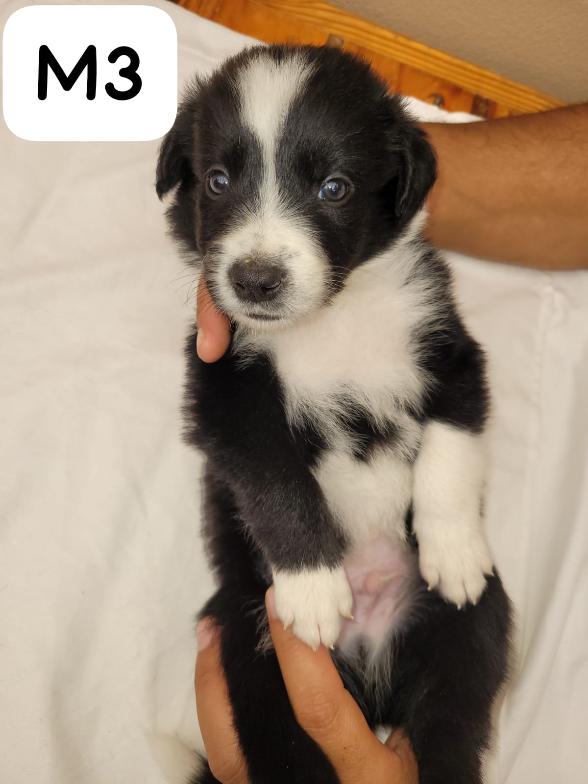 Border Collie Puppies