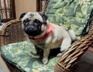 Pug