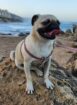 Pug