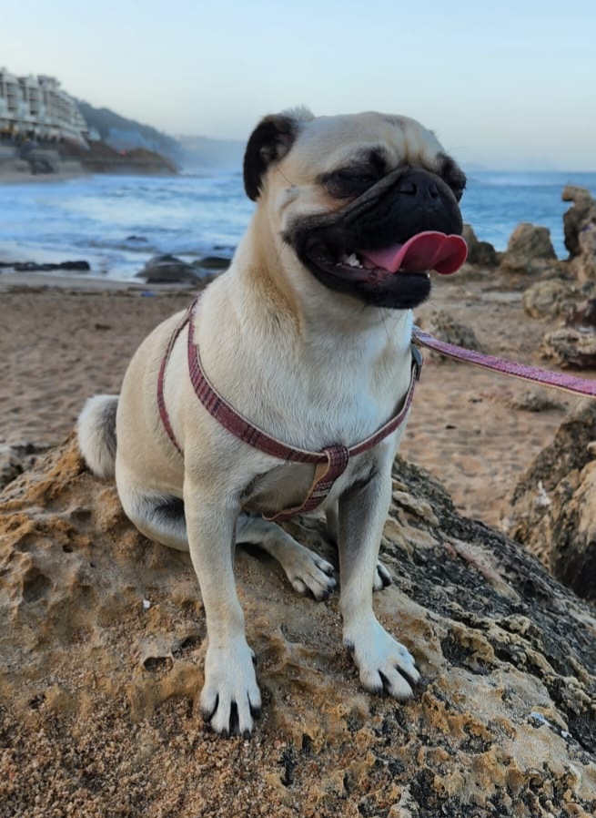 Pug