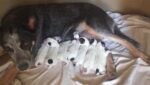 Australian Cattle Pups