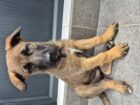 GSD x Belgian Malinois puppies