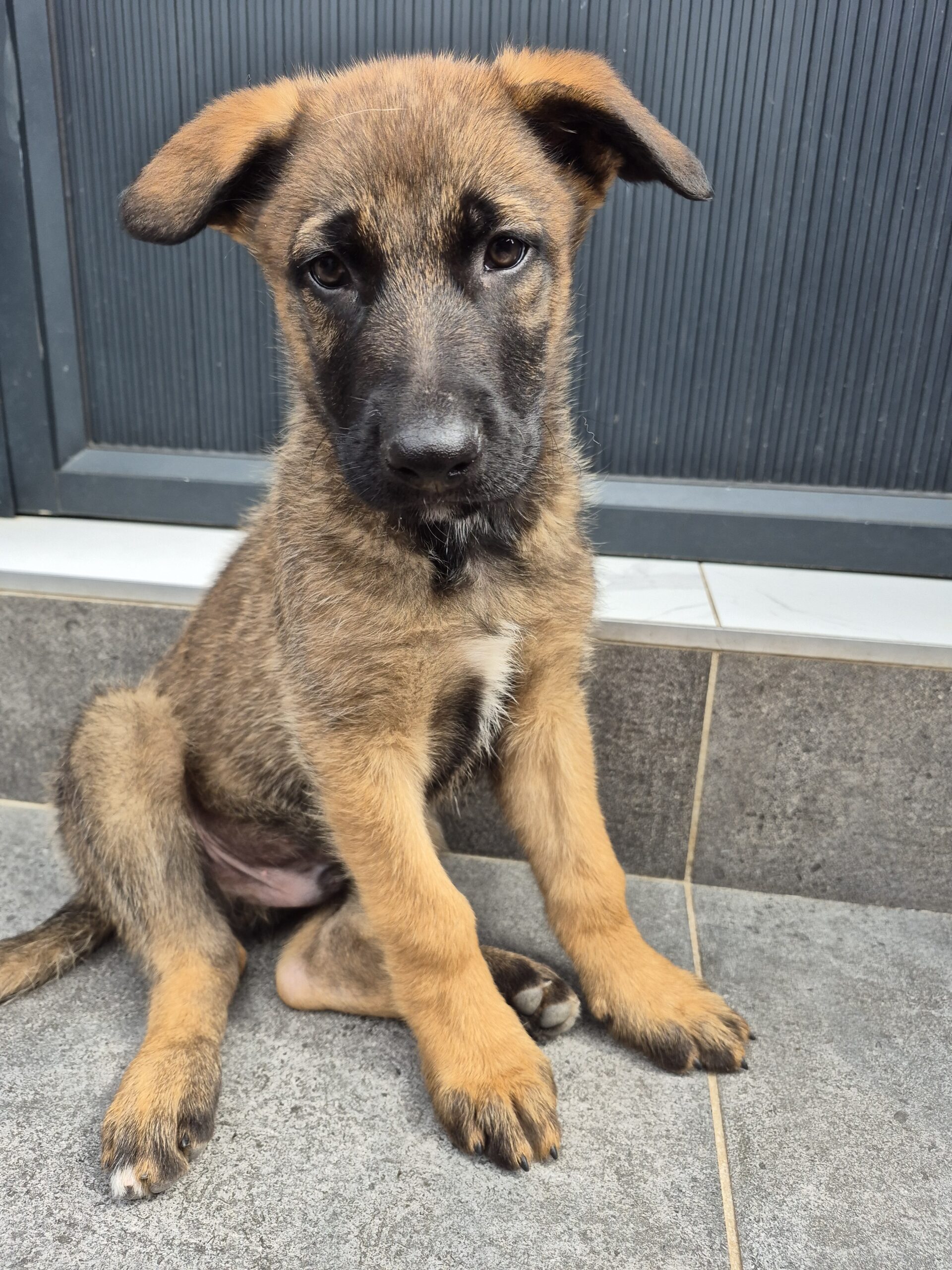 GSD x Belgian Malinois puppies