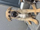 GSD x Belgian Malinois puppies