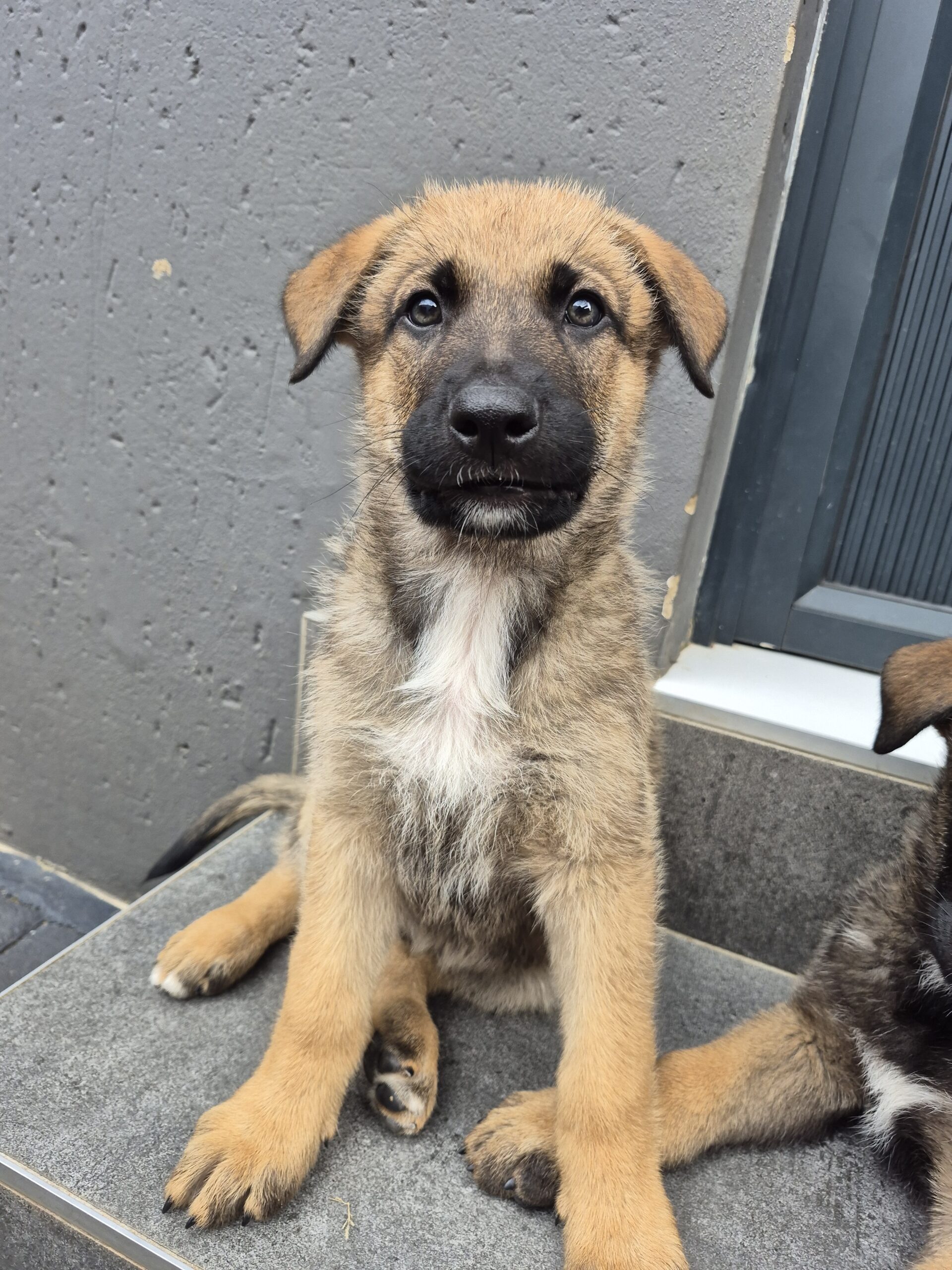 GSD x Belgian Malinois puppies
