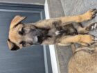 GSD x Belgian Malinois puppies