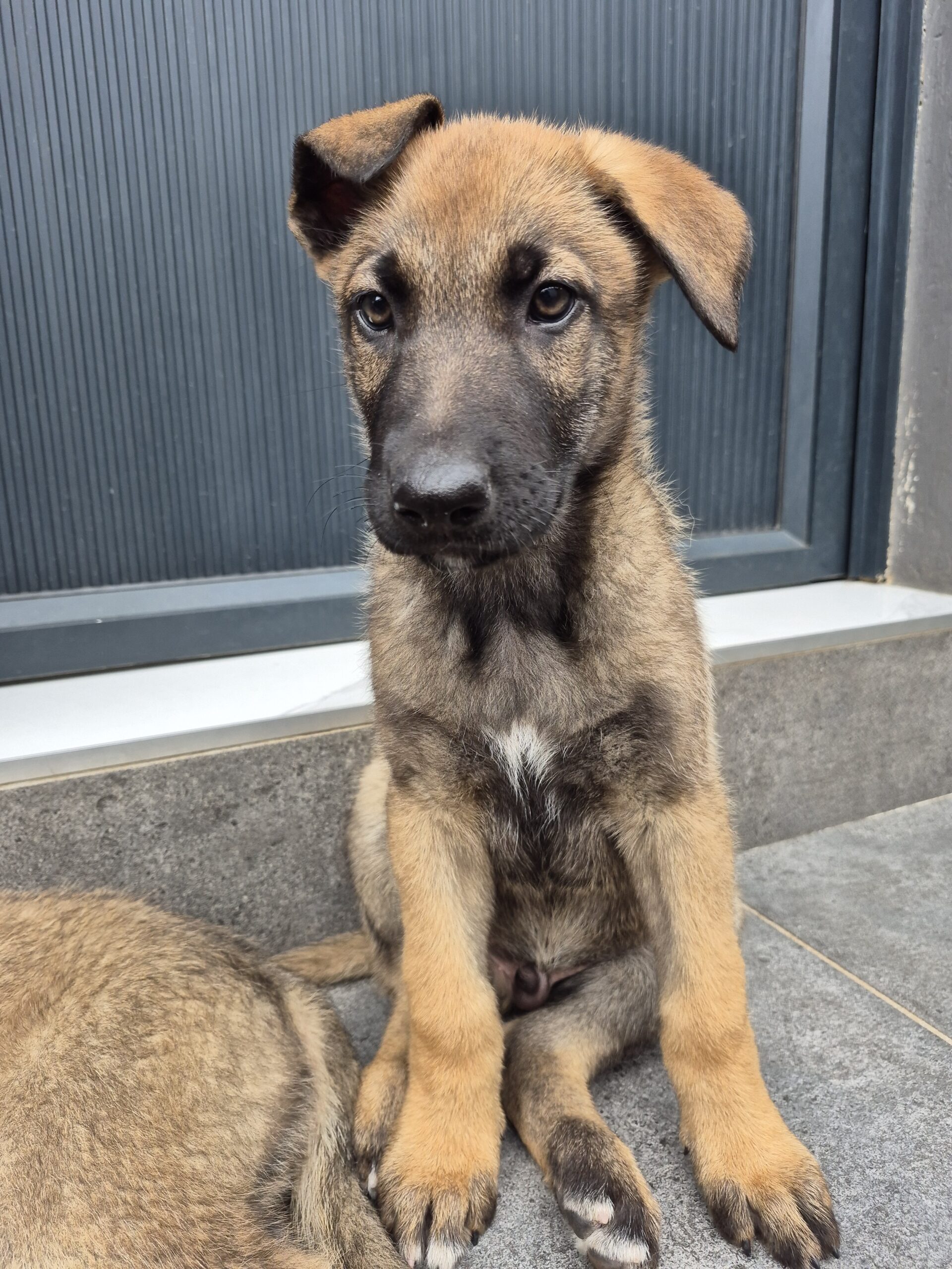 GSD x Belgian Malinois puppies