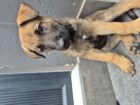 GSD x Belgian Malinois puppies