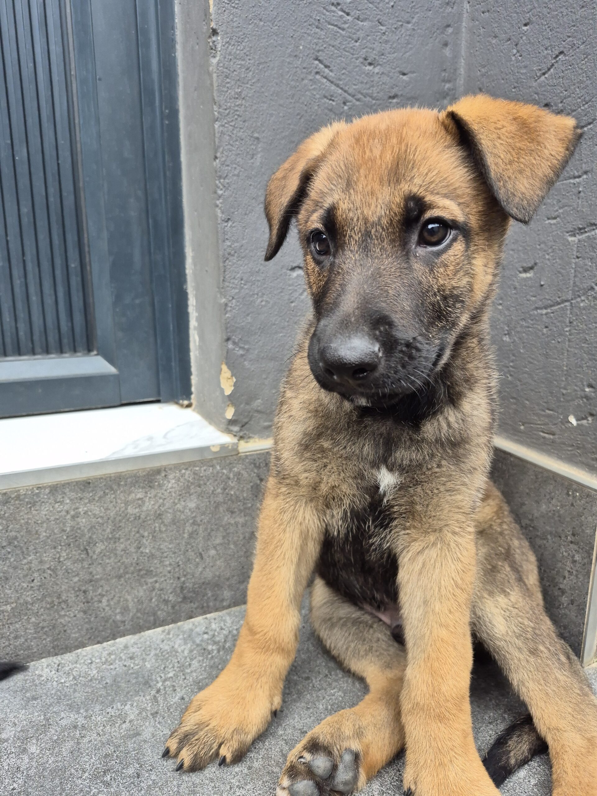GSD x Belgian Malinois puppies