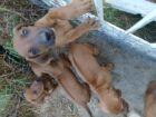 Rhodesian Ridgeback