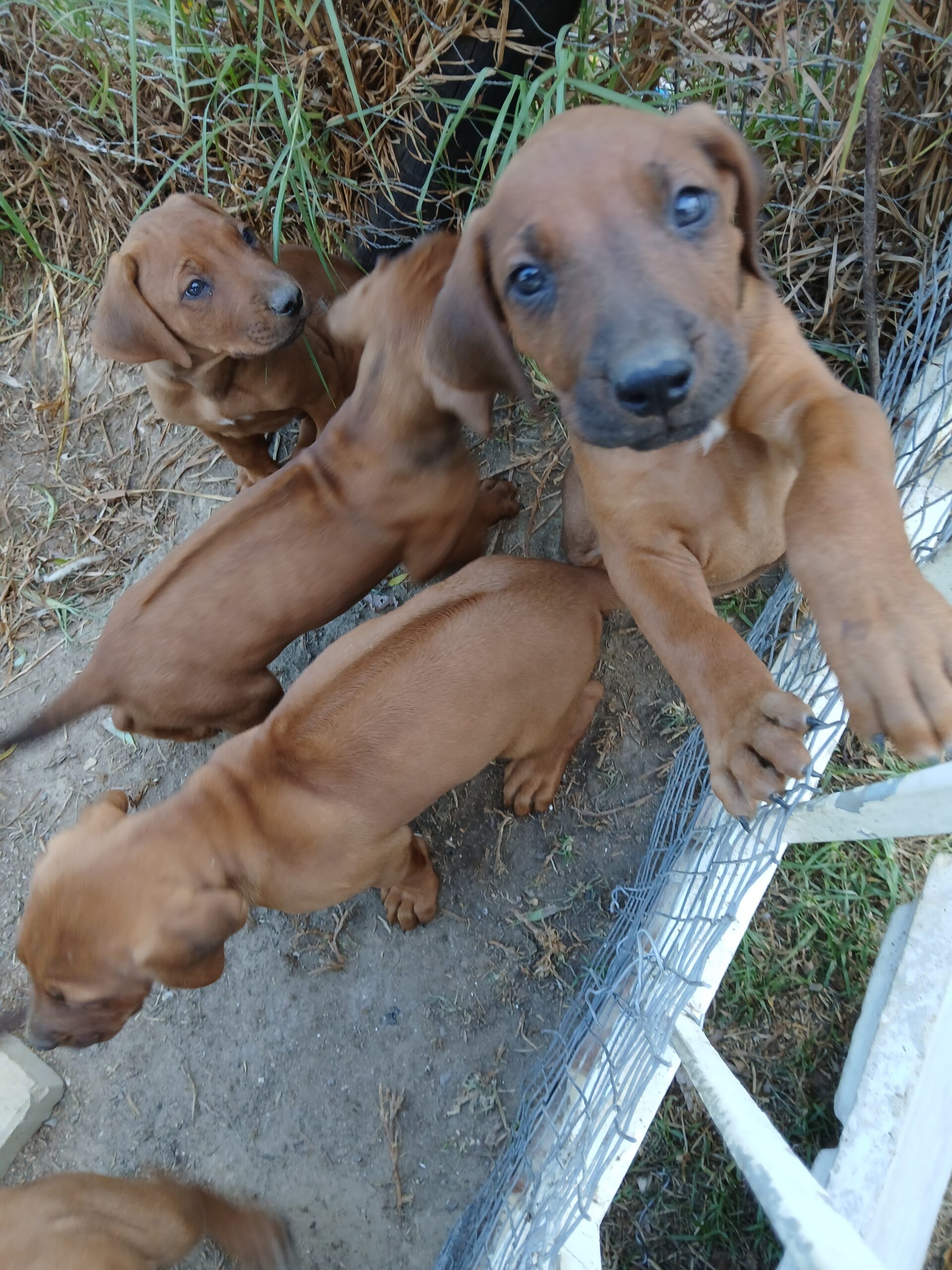 Rhodesian Ridgeback