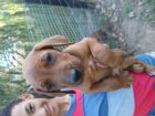 Rhodesian Ridgeback