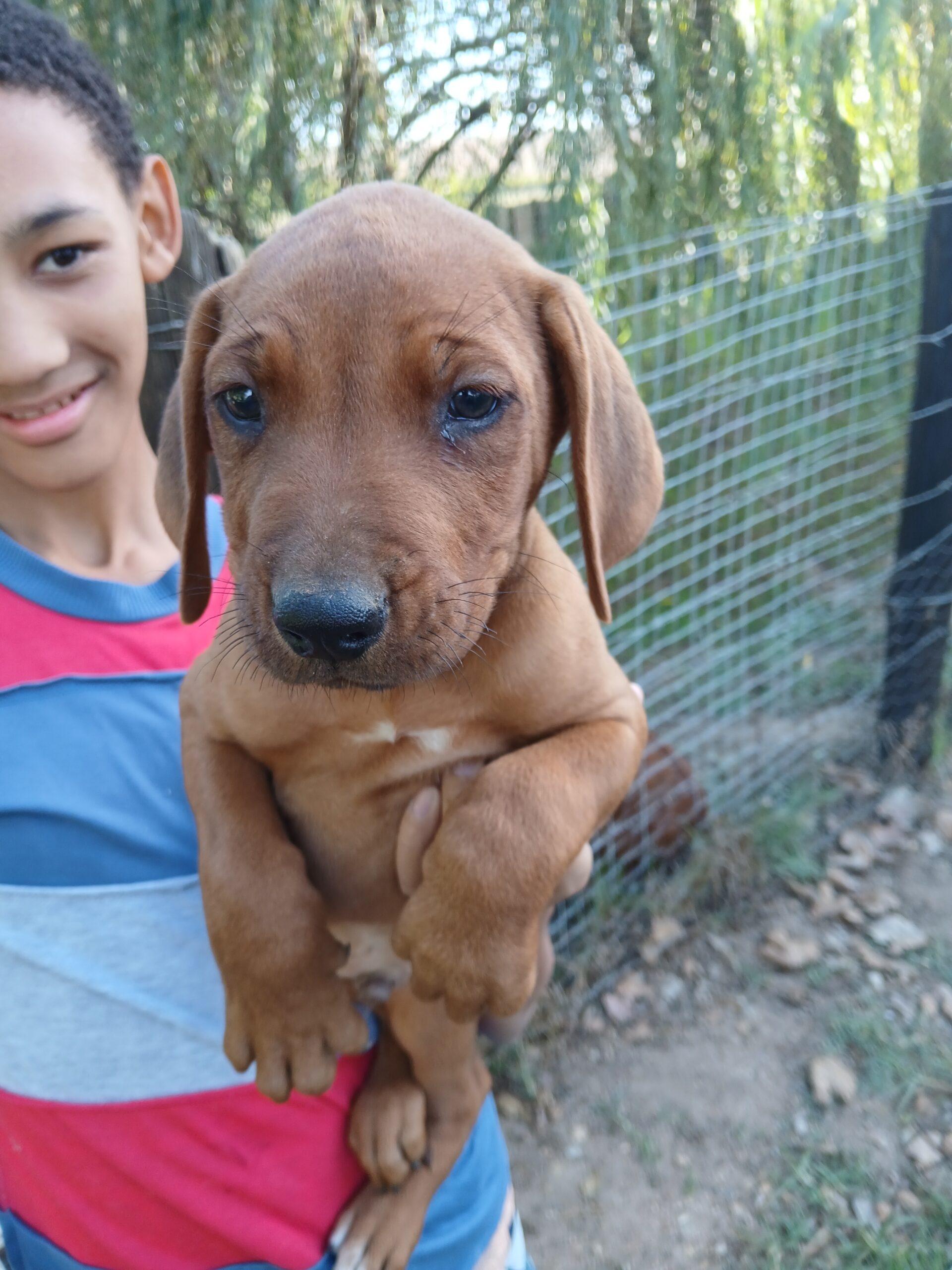 Rhodesian Ridgeback