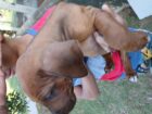Rhodesian Ridgeback