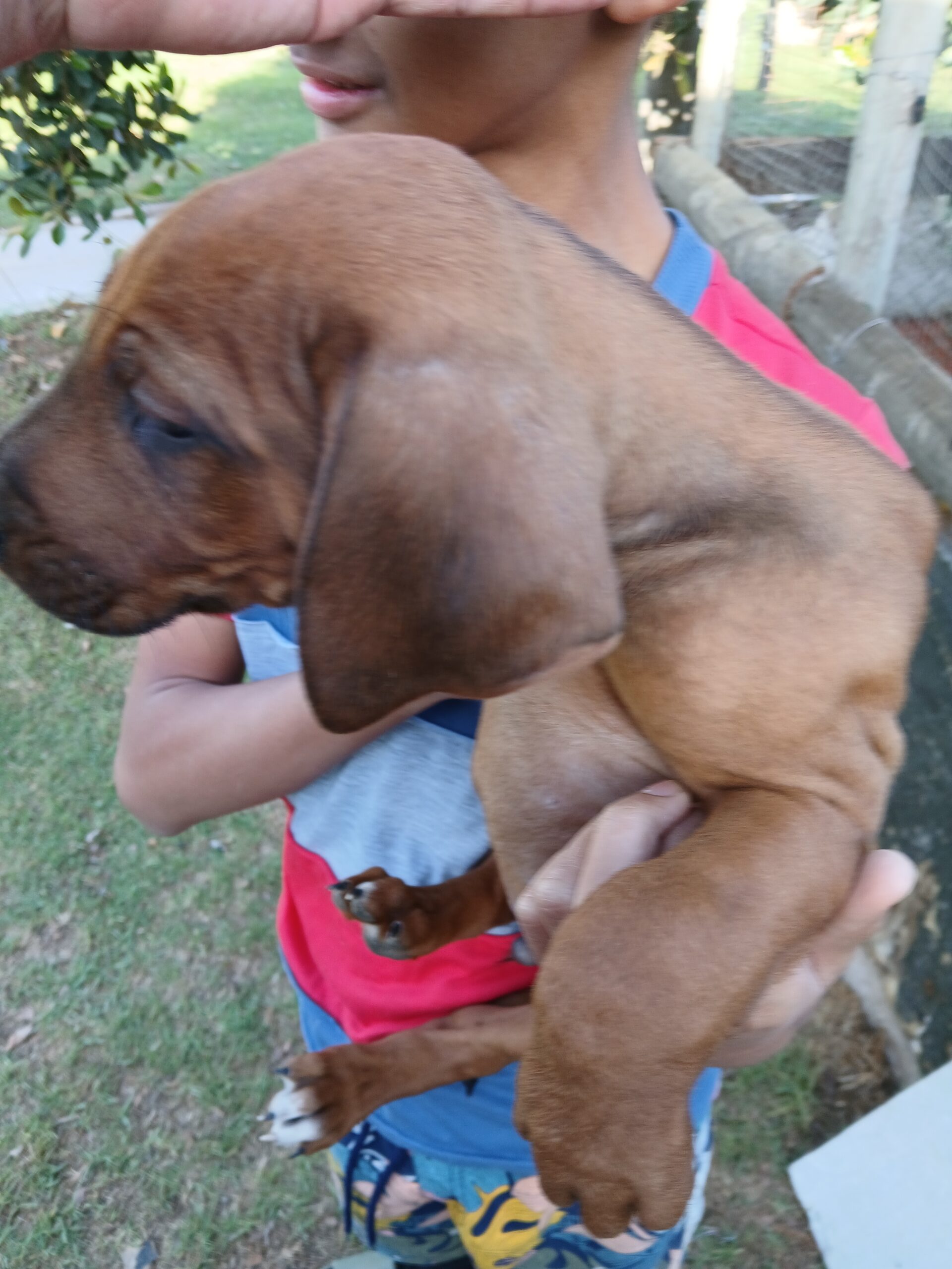 Rhodesian Ridgeback
