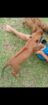 Rhodesian Ridgeback