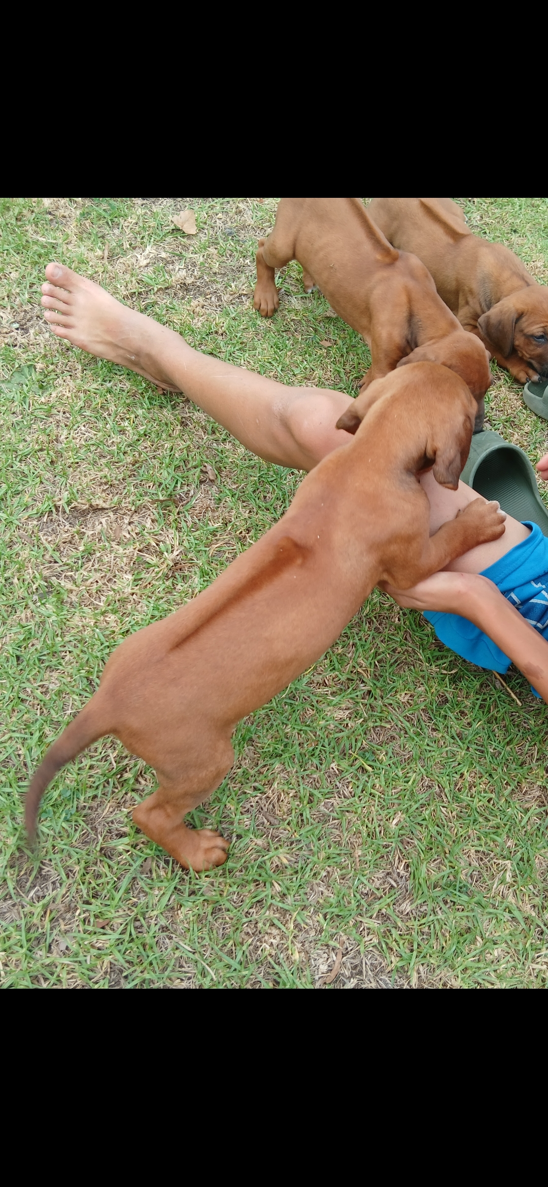 Rhodesian Ridgeback