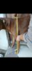 Rhodesian Ridgeback