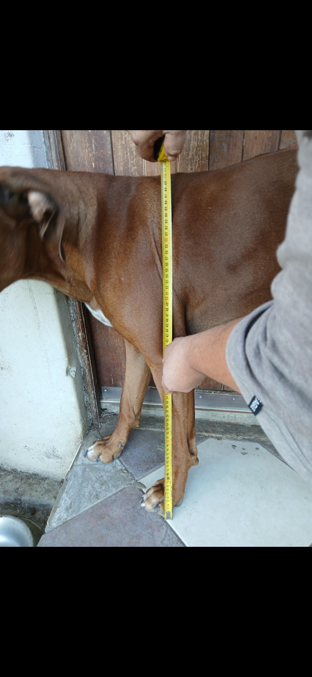 Rhodesian Ridgeback