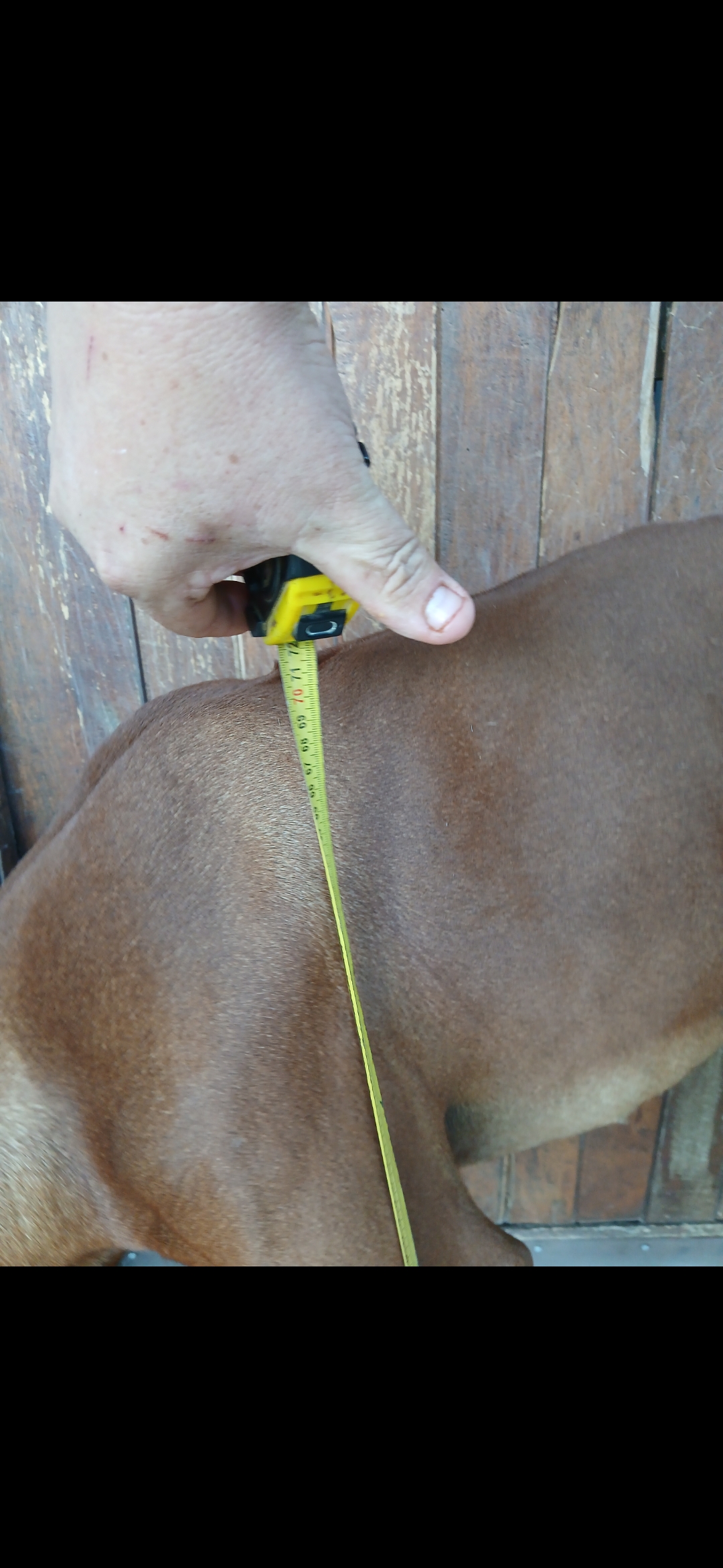 Rhodesian Ridgeback