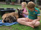 Belgian Malinois