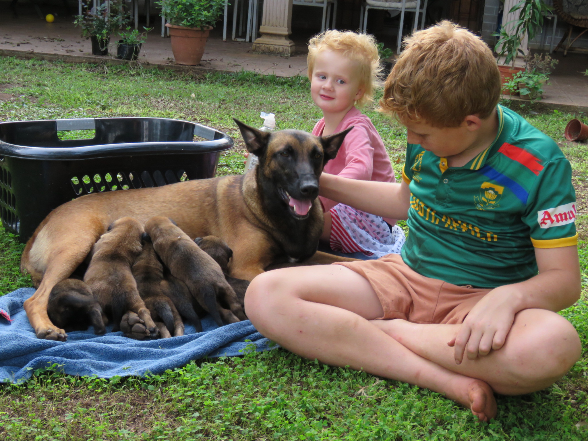 Belgian Malinois