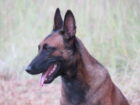 Belgian Malinois