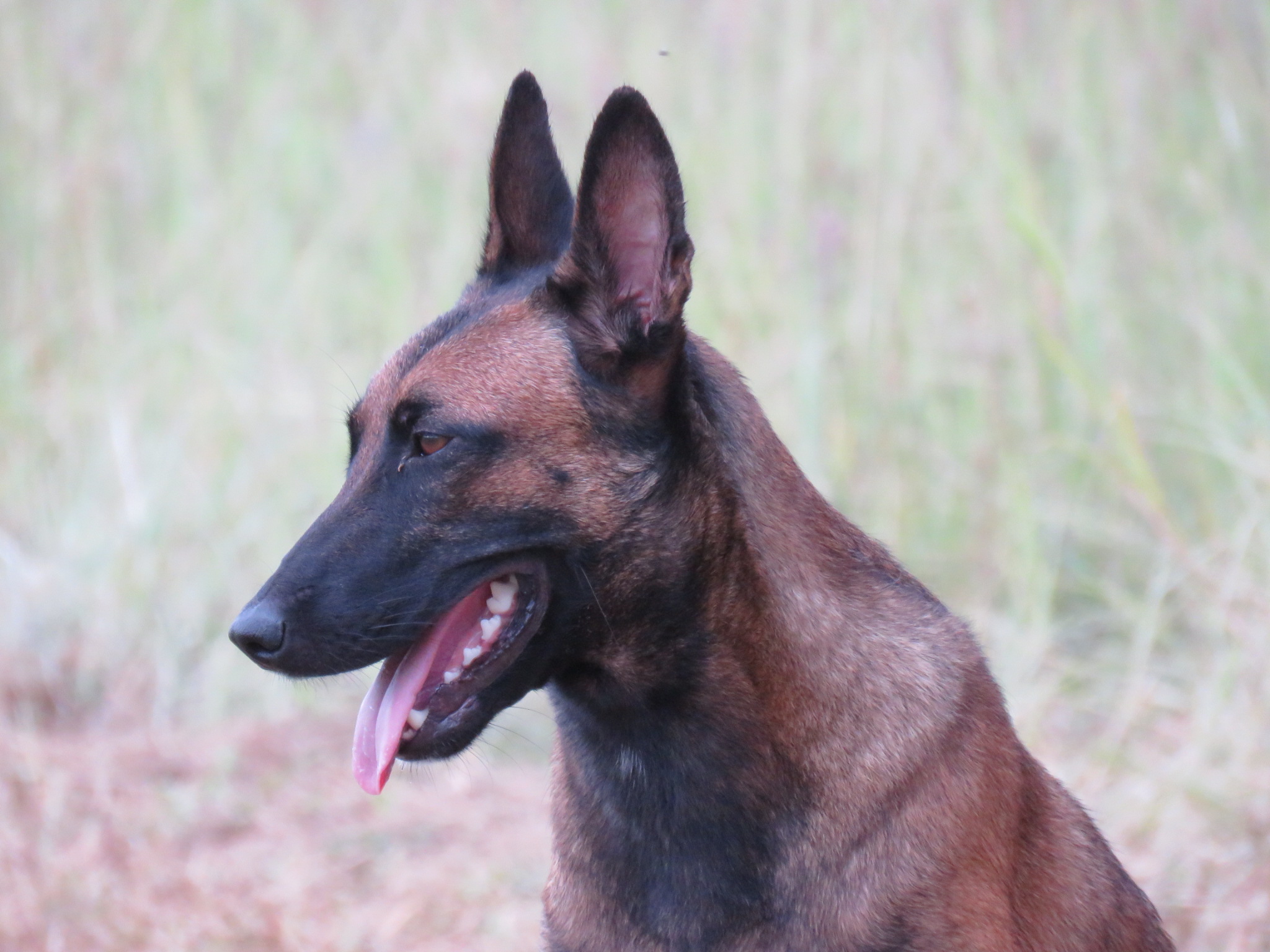 Belgian Malinois