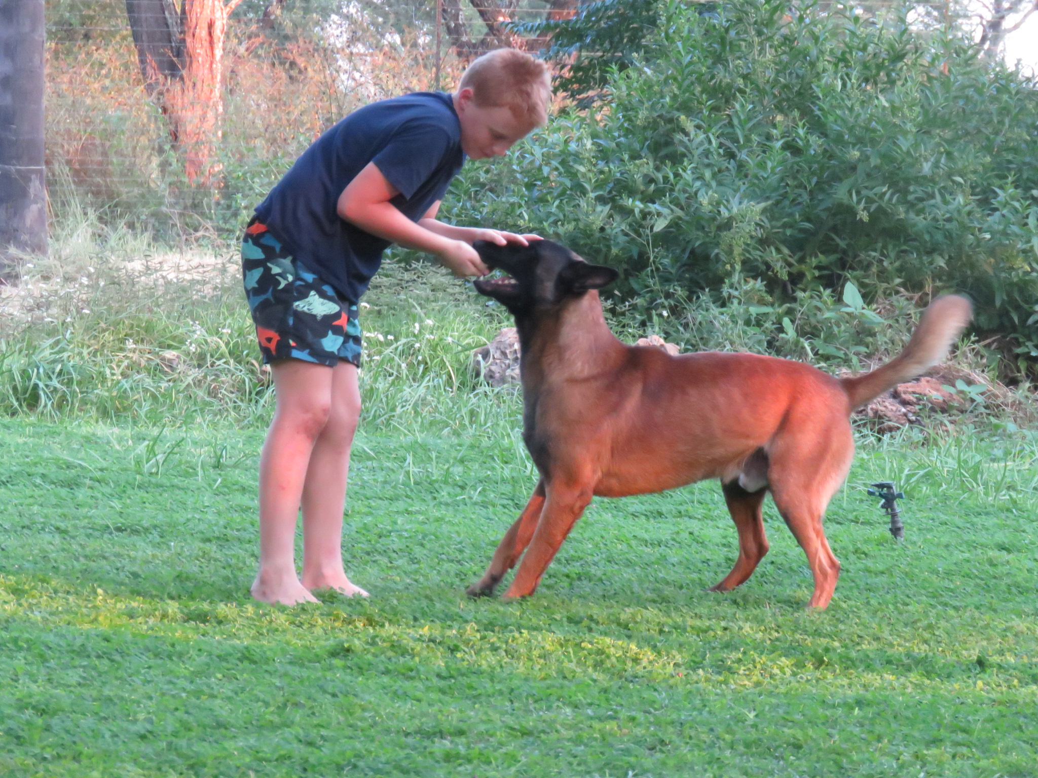 Belgian Malinois