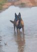 Belgian Malinois