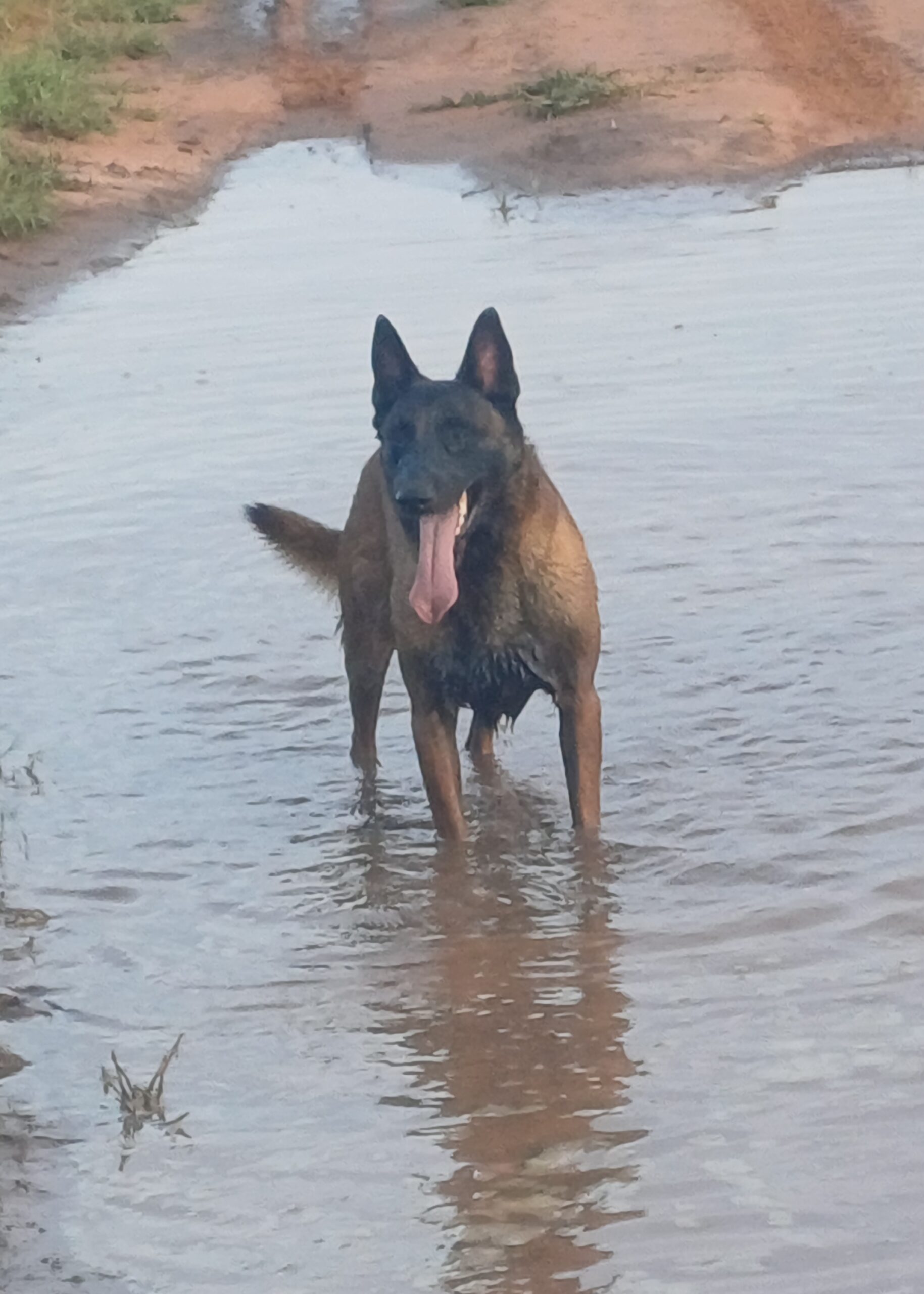 Belgian Malinois