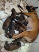 Belgian Malinois