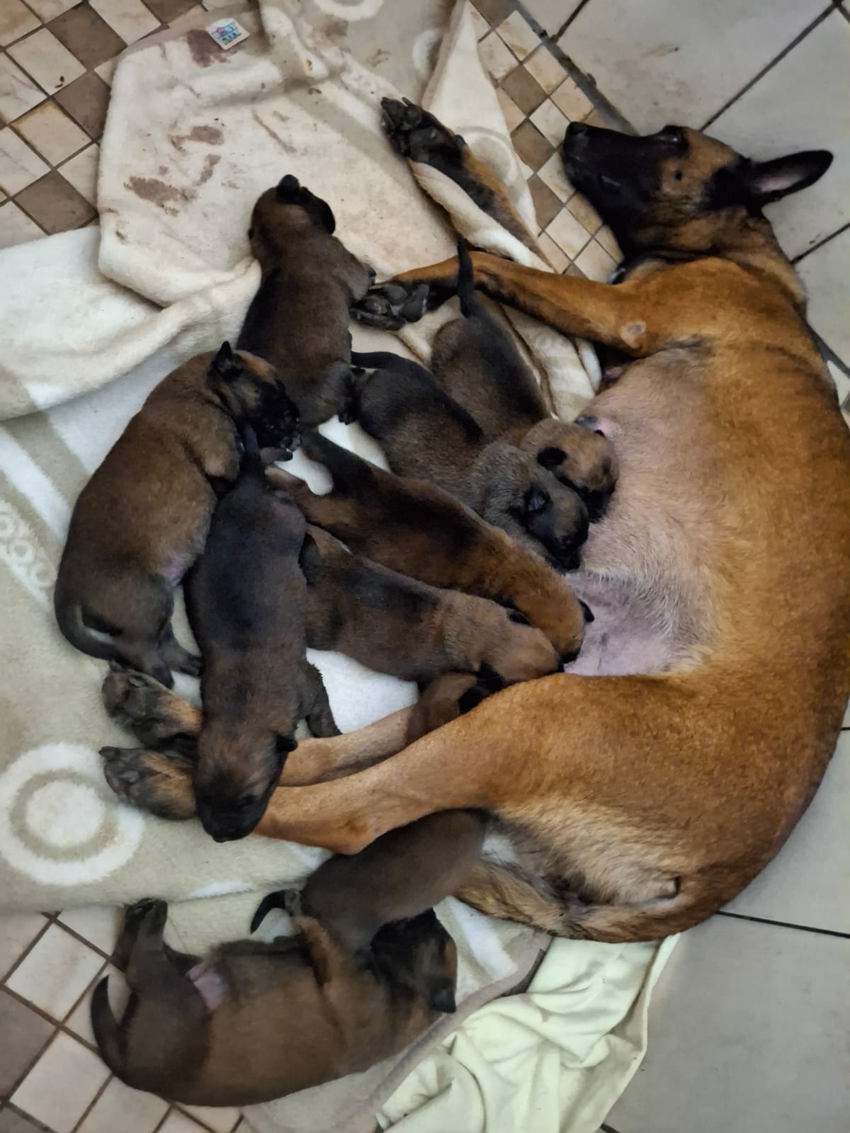 Belgian Malinois