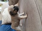 Pug