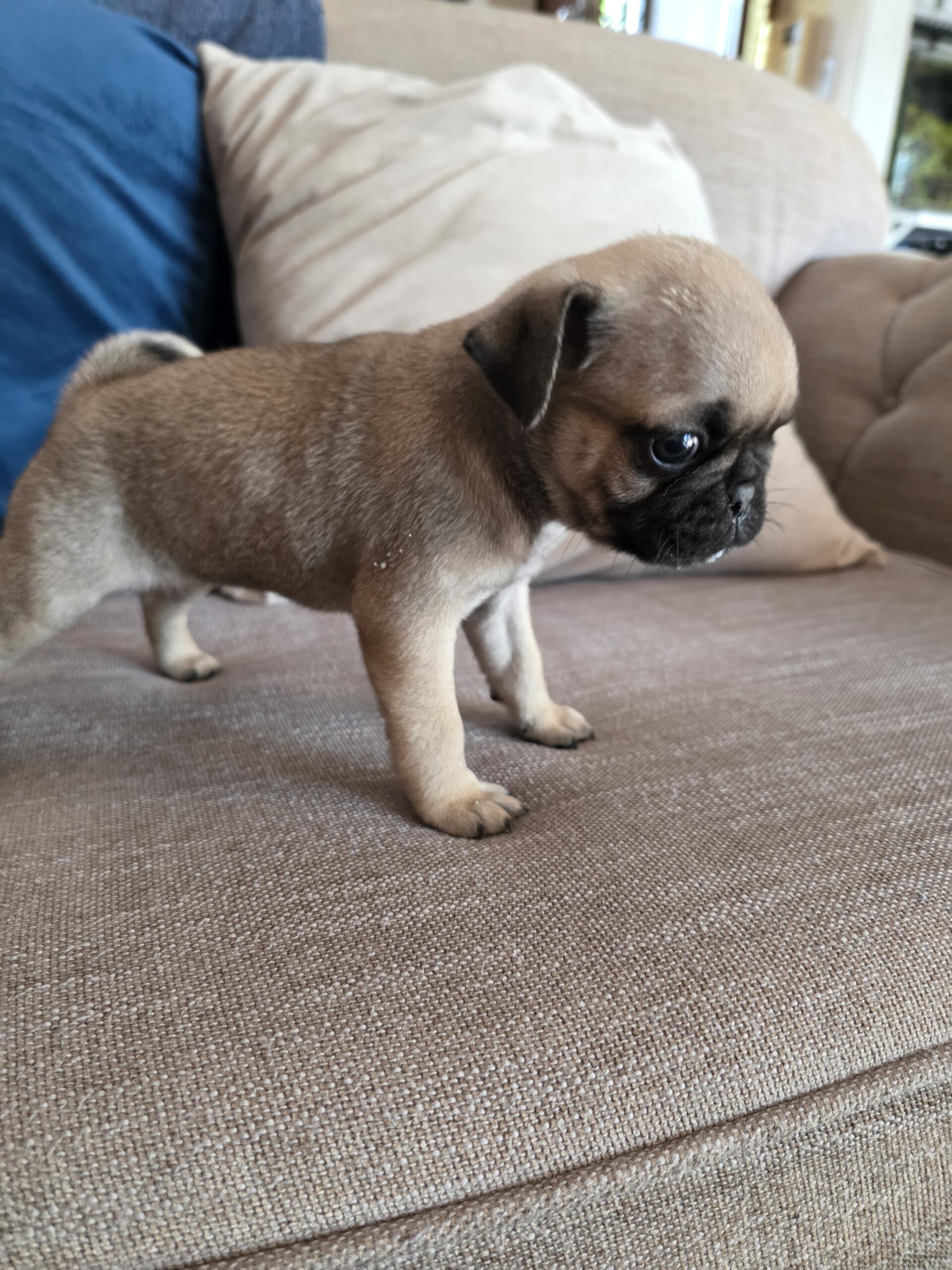Pug