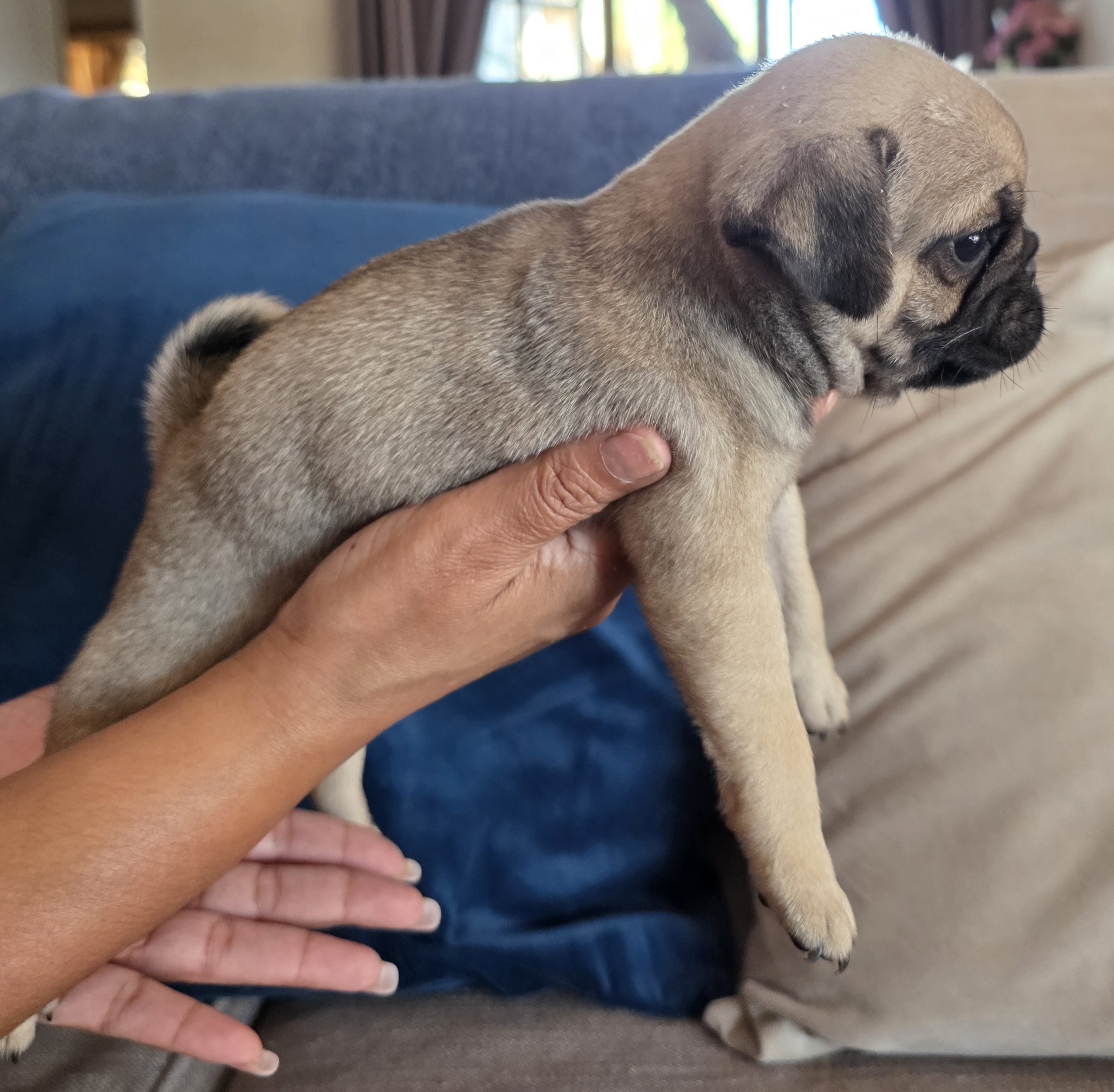 Pug