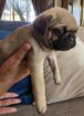Pug