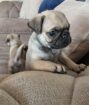 Pug