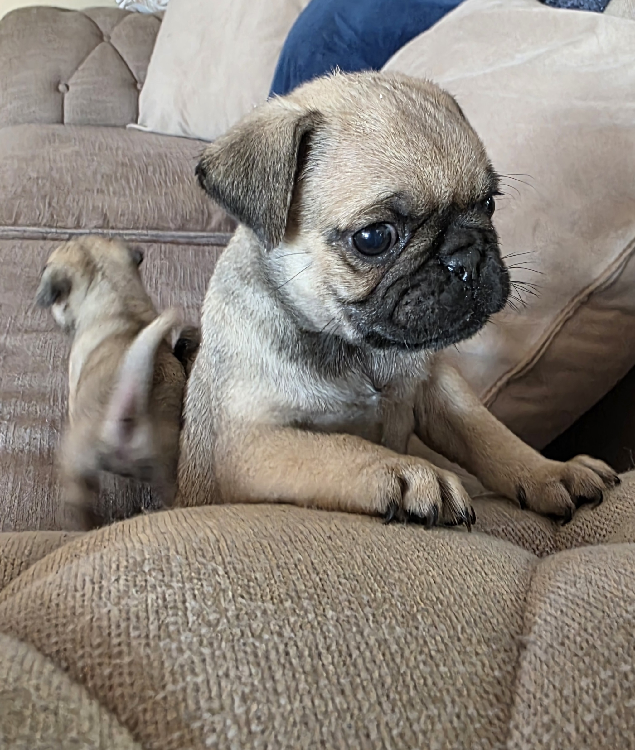 Pug