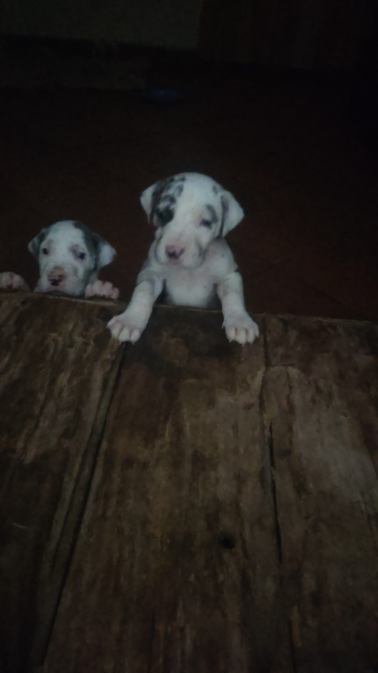 GREATDANE PUPS