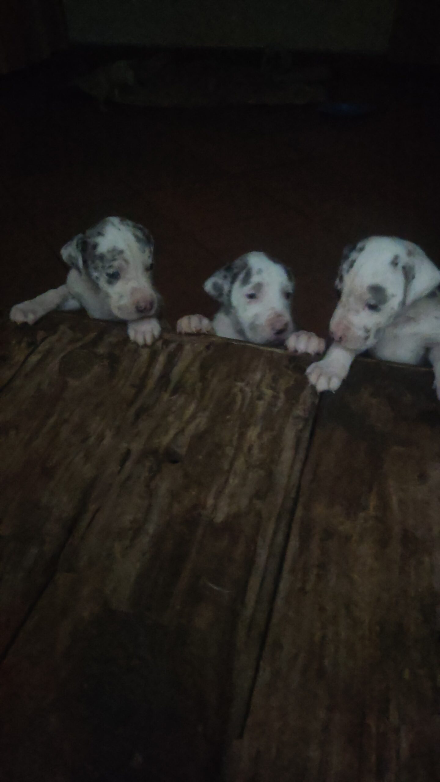 GREATDANE PUPS